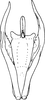 Aedeagus, ventral view on Empoascanara (Empoascanara) sathyamangalamensis (Sohi & Kapoor, 1974): Aedeagus, ventral view. (Observation).