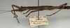 CollectionObject 1560925; NMW 891, 27c2b273-e0df-4559-859a-cac65863c94f: copyright NMW, Vienna. female: head and thorax, lateral view (holotype). (CollectionObject).