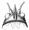 Oncodopus zonatus Brongniart, 1897: head, dorsal view. (Otu).