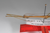 CollectionObject 1562888; 4df118e8-ac09-4368-bc8a-b182c8968340: copyright ZSMC, Munich. male: head & thorax, lateral view (holotype). (CollectionObject).