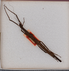 CollectionObject 1561472; f0bbf3ef-577e-47ff-9da4-6aad183923fe: copyright USNM, Washington. female (holotype). (CollectionObject).