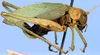 Marenestha inconspicua Brunner von Wattenwyl, 1878: probably ANSP specimen. female, lateral view (from Chile). (Otu).