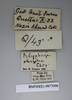 CollectionObject 1573049; 20b76632-a823-4ce3-8f15-0c58f2a3158d: Copyright NHM, London. Male: data labels, non-type. (CollectionObject).