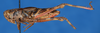 CollectionObject 1599086; 7cc7447f-0898-4a23-9edf-9de163111587: female, lateral view (syntype). (CollectionObject).