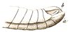 Diponthus argentinus Pictet & Saussure, 1887: Pl. 14, Fig. 10. male abdomen tip. (Otu).