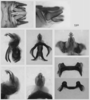 Melanoplus sylvestris Morse, 1904: male genitalia. (Otu).