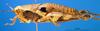 CollectionObject 1521450; c3568e87-82ae-4cf2-a711-a63a09d8f260: female, lateral view (allotype). (CollectionObject).