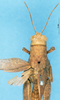 CollectionObject 1580242; de55c054-7166-4e4f-b2e0-4462fcd87d16: female, dorsal view (paralectotype). (CollectionObject).