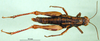 CollectionObject 1502801; 9d8b4927-82bb-4ba5-812b-5efa5c3050ae, DORSA BA000175S02: female, dorsal view (paralectotype). (CollectionObject).