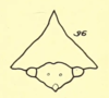 Head: !! display not done !! on Telamona ampelopsidis tigrina Ball, 1931: (Observation).