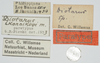 CollectionObject 1580734; f9a96e3b-f1d2-42d4-a446-ca0722c4e779: labels (paratype). (CollectionObject).
