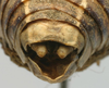 CollectionObject 1516720; 872de632-86d8-4cde-b3d3-e56bd926c378: male cerci (holotype). (CollectionObject).
