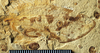 Circulaboilus aureus Li, Ren & Wang, 2007: male (holotype). (Otu).