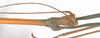 CollectionObject 1562924; 61ae6882-2d16-44f8-beca-123a075aa57e: copyright F. Hennemann. male: head, lateral view (paratype). (CollectionObject).;CollectionObject 1562925; 7868b444-db8f-4ed9-82fe-14e5232c1e12: copyright F. Hennemann. male: head, lateral view (paratype). (CollectionObject).