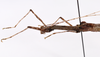 CollectionObject 1590097; af7e167e-363e-429a-845b-30938c26dd53: copyright MNHN, Paris. male: head & thorax, lateral view (holotype). (CollectionObject).