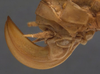 CollectionObject 1505839; 6cf4b486-104e-4900-8ce9-c47af0eed2dd: ovipositor (holotype). (CollectionObject).