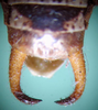 CollectionObject 1502543; ebb4be18-fb03-41a6-a217-9c532a24b9fb: male cerci (paratype). (CollectionObject).