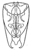 Subgenital plate: !! display not done !! on Scaphoideus (Scaphoideus) luteolus Van Duzee, 1894: genital capsule, ventrally. (Observation).