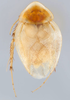 CollectionObject 1569230; 7974639e-a36d-48f0-843a-dac0f8bda7d7: Photo by Heidi Hopkins. Holotype, adult male, dorsal habitus. (CollectionObject).