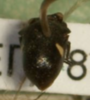 Habitus, dorsal view: !! display not done !! on Tragopa albimacula (Germar, 1821): (Observation).