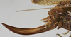 female ovipositor (holotype). Depicts CollectionObject 1539573; 78cd6824-733c-471b-8df1-749e77b3179e, a CollectionObject.