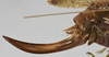 CollectionObject 1539573; 78cd6824-733c-471b-8df1-749e77b3179e: female ovipositor (holotype). (CollectionObject).