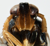 Head: !! display not done !! on Pissonotus piceus (Van Duzee, 1894): (Observation).