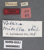 Other: !! display not done !! on Poblicia misella (Stål, 1863): (Observation).