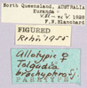 CollectionObject 1499592; 1de2084b-ea61-4e7f-8a87-4f44705f0026: labels (Tolgadia brachyptera). (CollectionObject).
