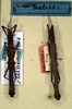CollectionObject 1561561; NMW 49, 1aa6feab-76ac-459c-8ed7-0fd05ec5a7f5: copyright NMW. Datames arietinus male (lectotype - on right, (paralectotype on left). (CollectionObject).