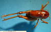 CollectionObject 1530688; 421f35a5-8f55-45f6-b0fc-4931477e9724: female, dorsal view (syntype). (CollectionObject).