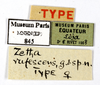 Zetha simonyi (Krauss, 1892): CC BY-NC-ND 4.0/MNHN - Depraetere Marion - 2014. Type, female, of rufescens Shelford, 1913. Specimen number: MNHN-EP-EP845. http://coldb.mnhn.fr/catalognumber/mnhn/ep/ep845. (Otu).