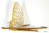 CollectionObject 1562316; caa7a6b4-f4a9-4918-aefb-29abbb0a60a0: copyright MNHN, Paris. male of synonym Vasilissa tecticollis (holotype). (CollectionObject).