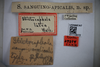 Other: !! display not done !! on Stictocephala sanguinoapicalis Goding, 1893: (Observation).