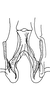 Connective on Bretega juxtaspiverpa Stiller, 2017: Connective, dorsal view. (Observation).