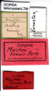 CollectionObject 1521395; fed78c2e-1964-49f5-b08c-913c7712c955: labels (lectotype). (CollectionObject).