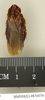 CollectionObject 1573088; 69954d10-0125-493a-b05e-83bf3436e7b7: Copyright Natural History Museum, London. Non-type (adult male) in BM(NH). Dorsal view. (CollectionObject).