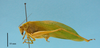 CollectionObject 1542924; e0c6e038-cb01-4d16-ba3e-236bf04458dd: male, body lateral view (holotype). (CollectionObject).