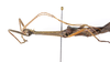 CollectionObject 1590188; USNM(SF IMPORT DUPLICATE) RD-092, 4b3240f7-bc23-46d4-b81f-563ef8117ee2: copyright USNM, Washington. male head & thorax, lateral view (holotype). (CollectionObject).