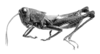 Dichromatos schrottkyi (Rehn, 1918): Fig. 4D. male, lateral view. (Otu).