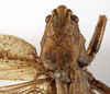CollectionObject 1529608; f7381f3d-cf40-40bb-8dcd-a0a90d37be5a: female pronotum, dorsal view (holotype). (CollectionObject).