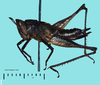 Lethus nicaraguae Descamps, 1974: from Honduras (ex UC Riverside). female, lateral view. (Otu).