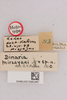 CollectionObject 1518673; 8a833853-a40b-45c9-8905-964821797bc7, NHMUK015982467: labels (holotype). (CollectionObject).