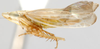 Habitus, lateral view: !! display not done !! on Onura Oman, 1938: Onura n.sp., lateral habitus (INHS). (Observation).