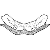 Pygofer, dorsal view: !! display not done !! on Hebata (Hebata) fabalis (DeLong, 1930): Apodemes I and II. (Observation).