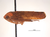 Habitus, lateral view on Darma aurantia (DeLong & Freytag, 1969): (Observation).