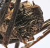 CollectionObject 1539671; 6686b549-8231-4b9f-99f9-f19f48ca5cb1: female ovipositor (type). (CollectionObject).