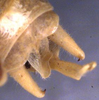Mustius superbus Sjöstedt, 1902: male cerci (paratype?). (Otu).