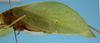 CollectionObject 1542774; DEES #10133, 988059e7-d584-48c3-80f4-fe8f5f5a360a: female, left tegmen lateral view (holotype of Phylloptera incognita). (CollectionObject).