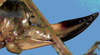 CollectionObject 1532949; e465afe1-e724-4974-8551-3d984587d5d2: female ovipositor (syntype). (CollectionObject).